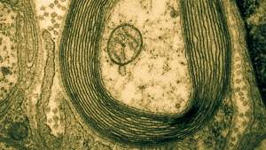 nemet tanulas myelin